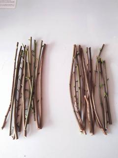 21369139_1893257477659617_7199170947018263907_n