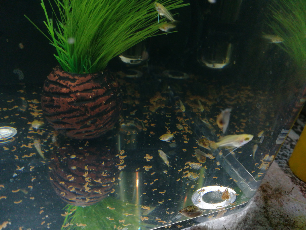 15352331961571916220872