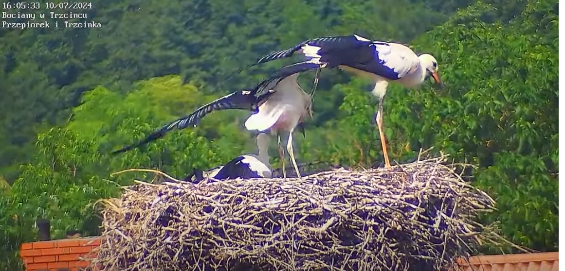 bocianiajogazkopnieciem