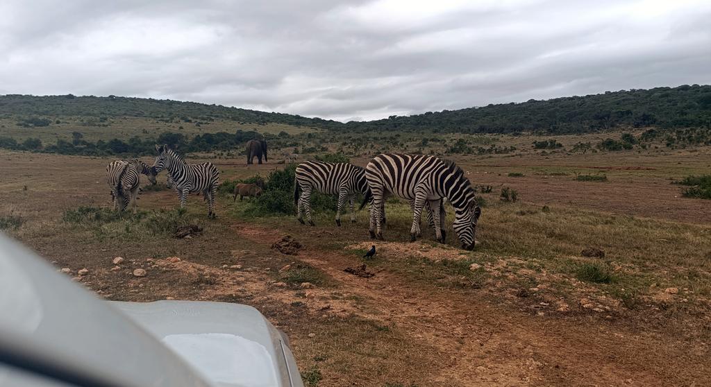 Такая близкая Африка. (ЮАР. 22 дня и 4200 км. Ноябрь-Декабрь)