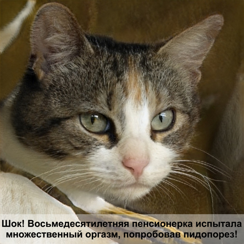 как отличить британского котенка от шотландского фото