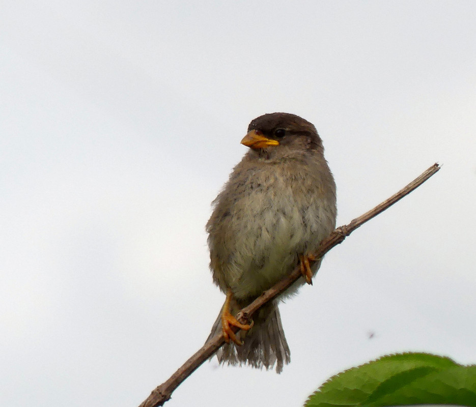 SPARROW 17 220724