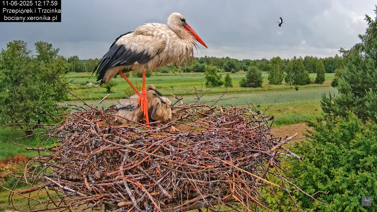 11062025bociany32(trzcinkananiebie)
