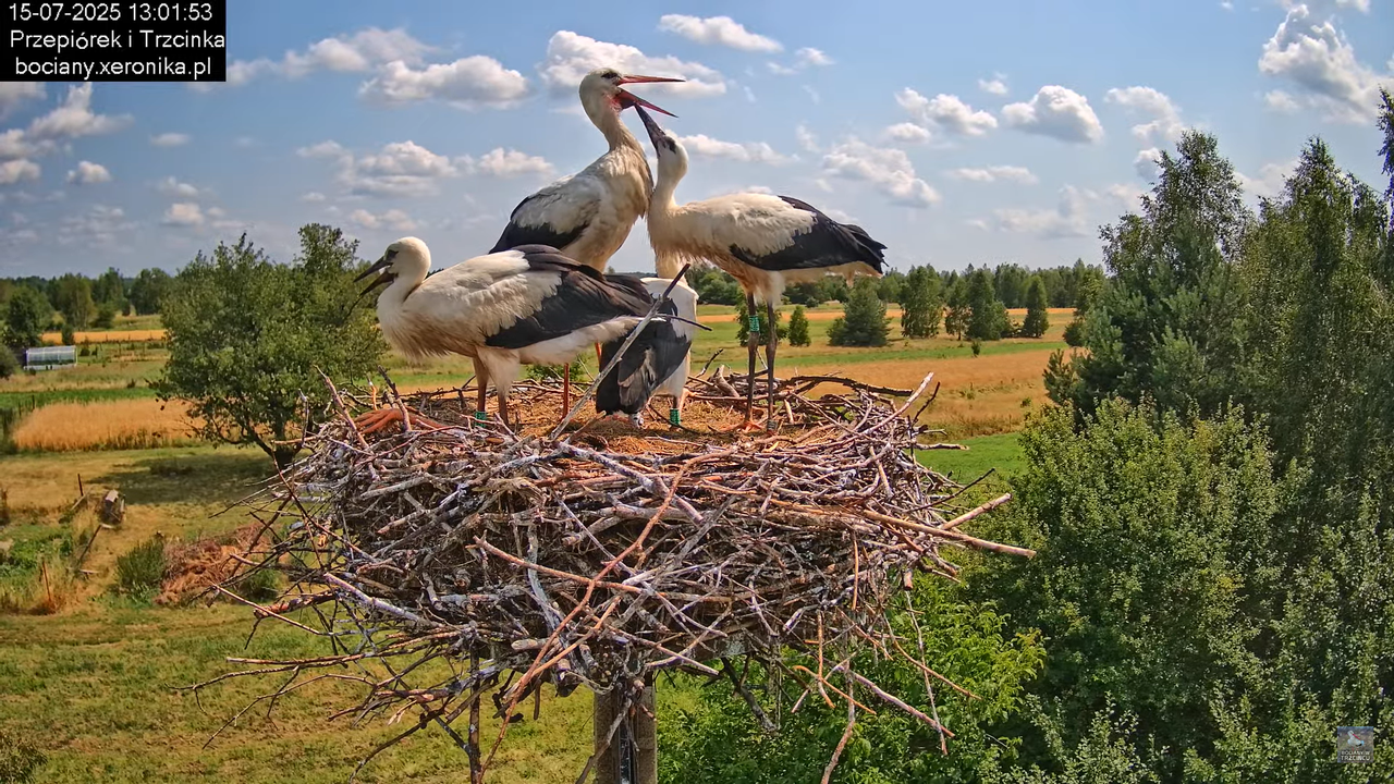 15072025bociany24
