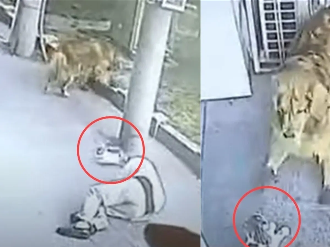 Gato cae del cielo y golpea a una persona dejándola inconsciente (VIDEO)