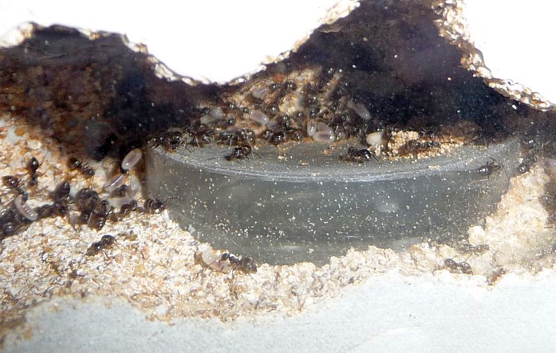 2604-Lasius2.jpg