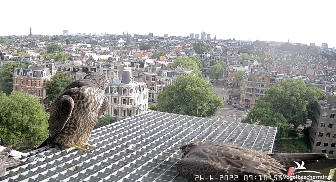 Amsterdam/Rijksmuseum screenshots © Beleef de Lente/Vogelbescherming Nederland - Pagina 33 Video-2022-06-26-091947-Moment-3
