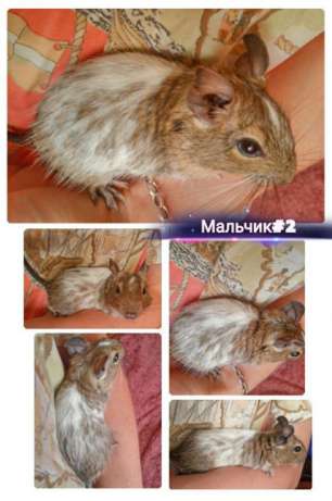244906076_6_644x461_2-pyatnistye-malchishki-degu