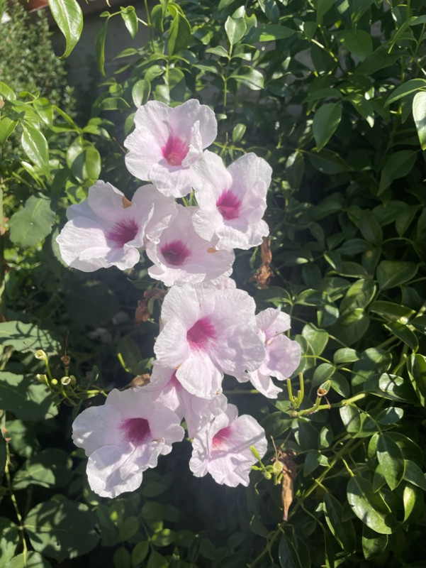 A1F89323-27B3-4517-BFA6-58A450ED5453_1_105_c