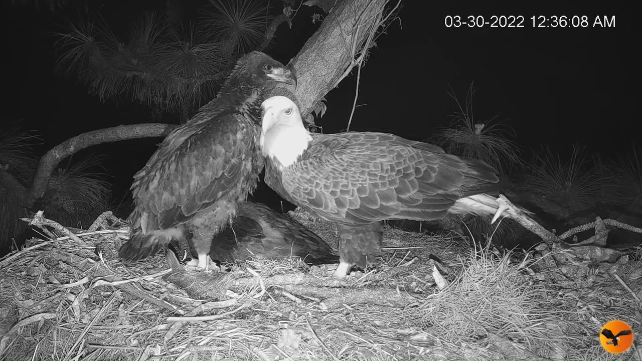 EC Nest Cam 4-17-3 screenshot (1)