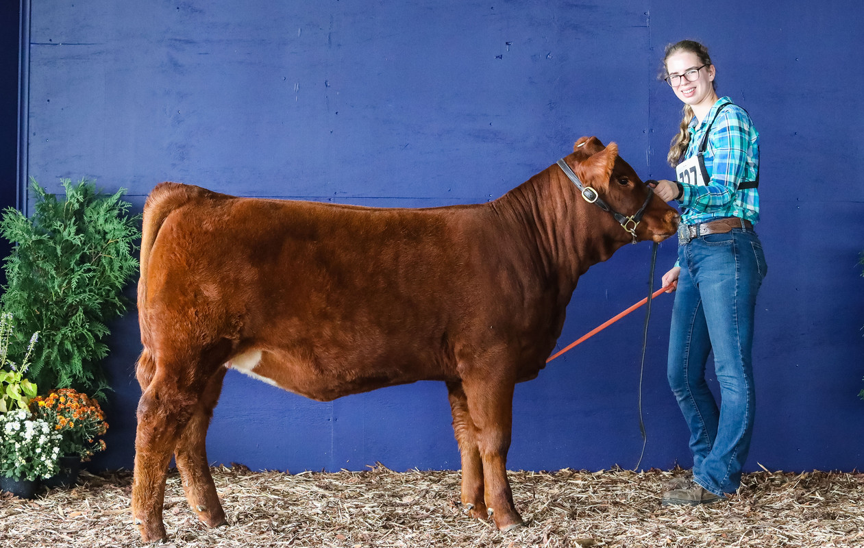NYSF - 2022 Kristel Res Ch Calf crop
