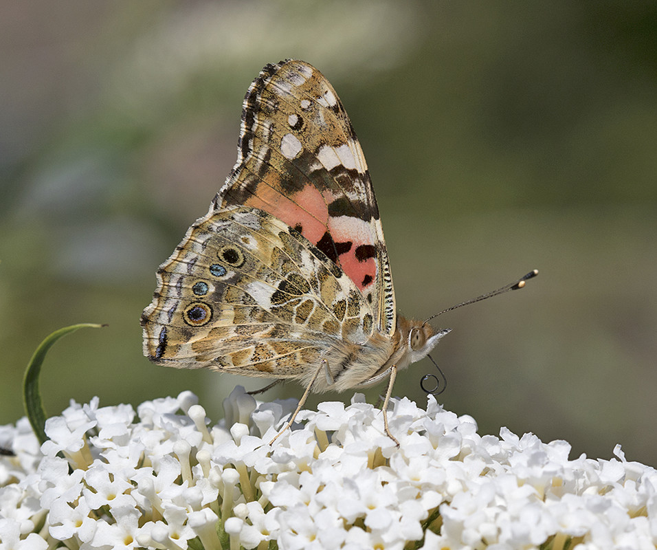 distelvlinder 164A0709