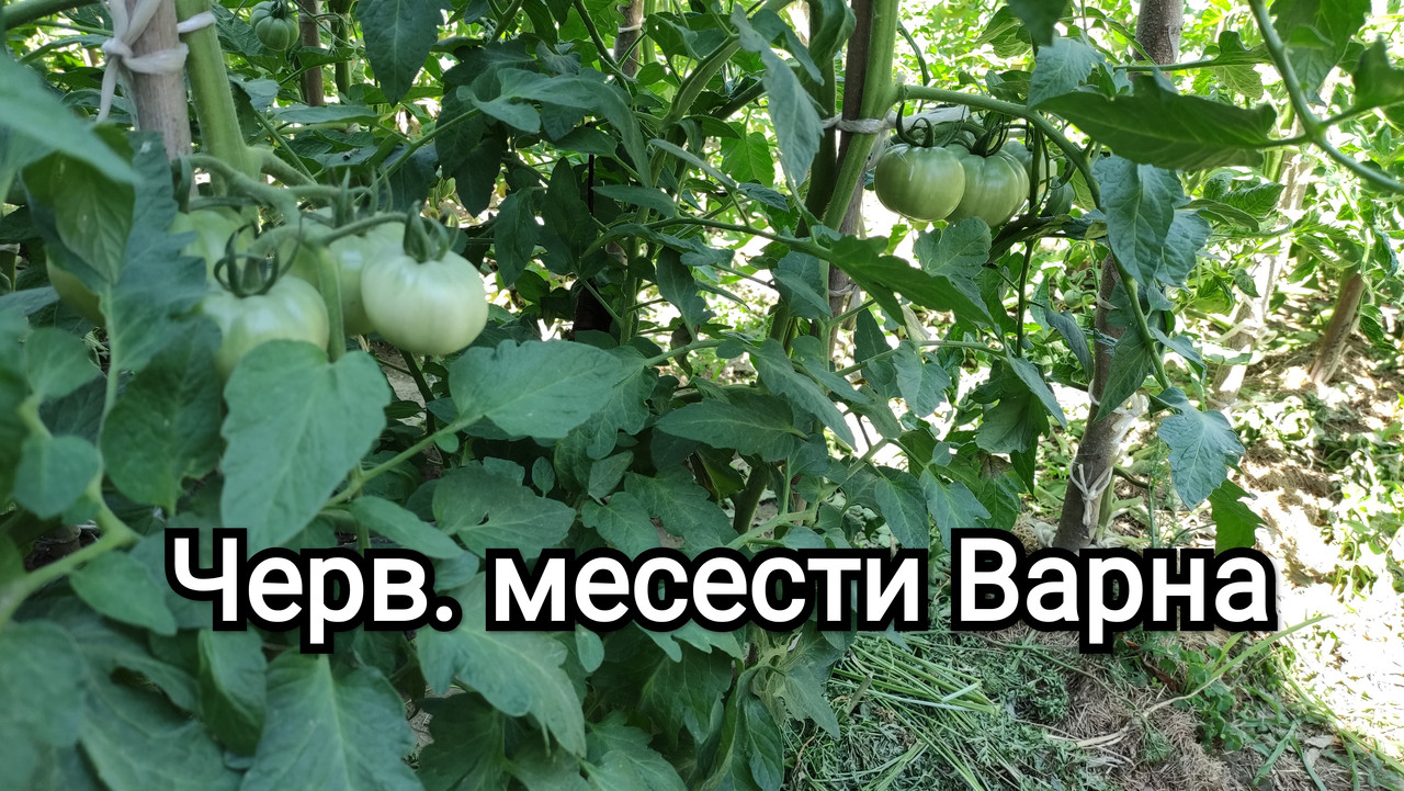 IMG_20210629_133437