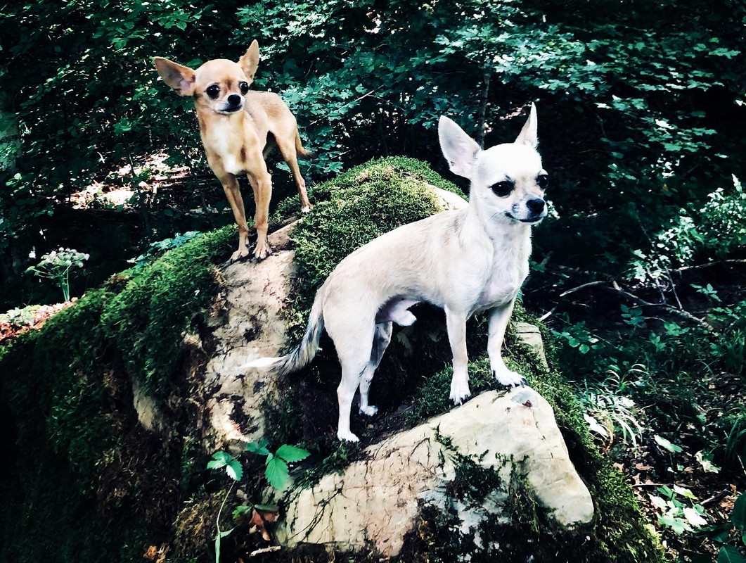 9E5443B0-83BC-44C8-971A-E6D0DA63B832