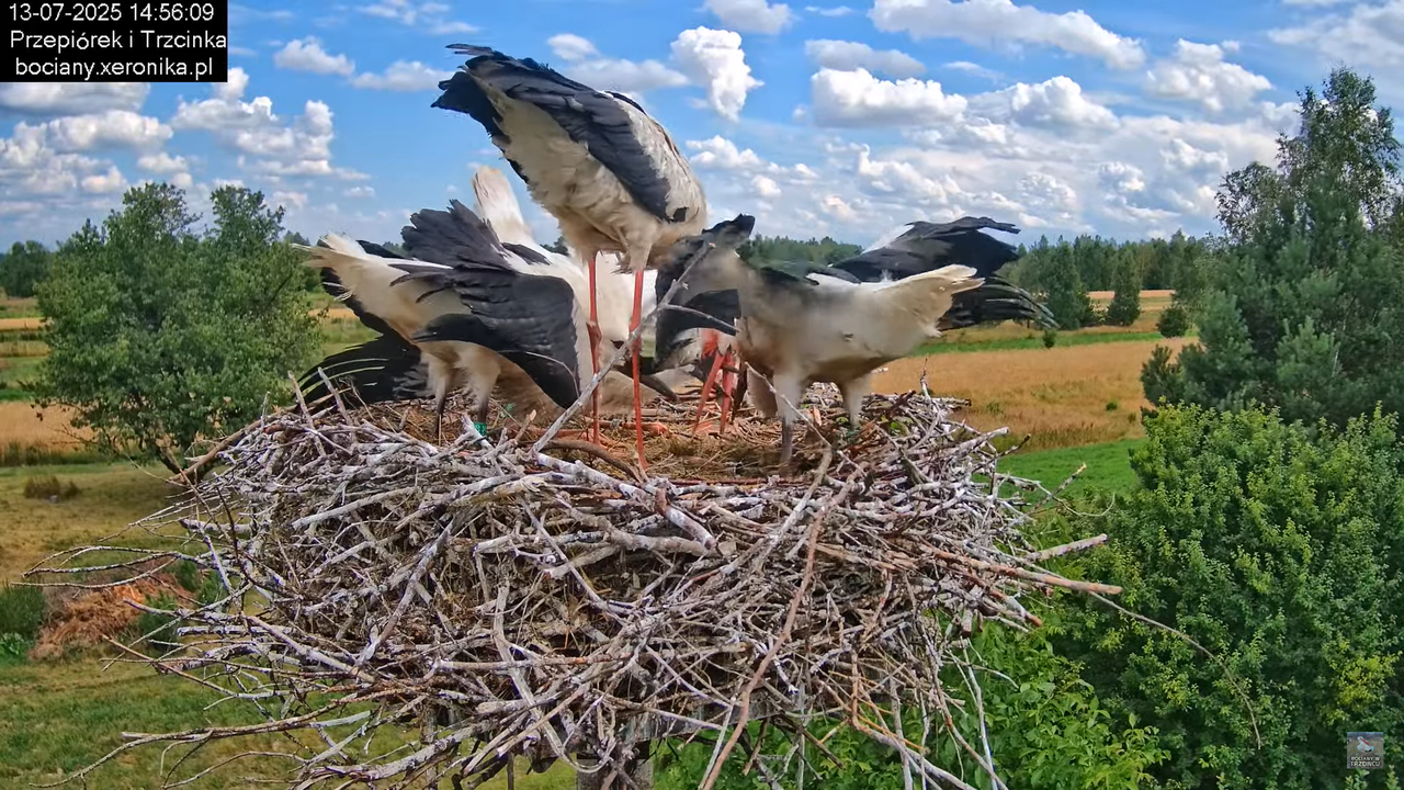 13072025bociany40