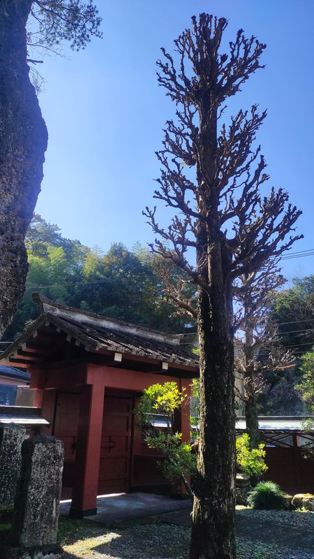 Japón y sus Pueblos-2024 - Blogs de Japon - Heiwa Kannon y Templo Ooyaji-13-11-2024 (39)