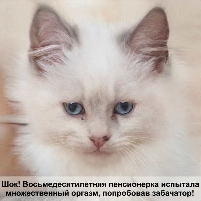 глаза кошки рисунок