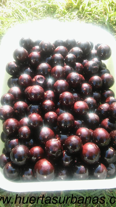 huertasurbanas_com_20181027_085223Jaboticaba_campo_ramon_-3