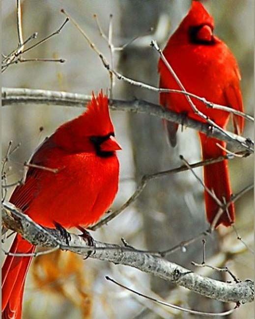 redcardinalbirds.jpg