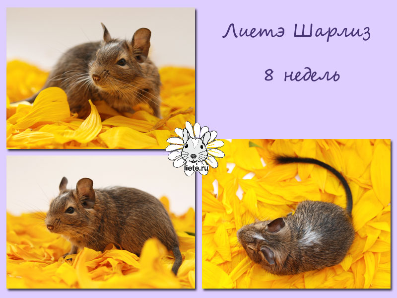 Шарлиз_8-нед