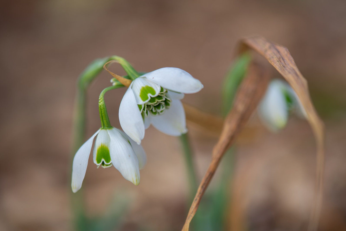 IMG-4ed396587f596759a565567c16c9ed12-V