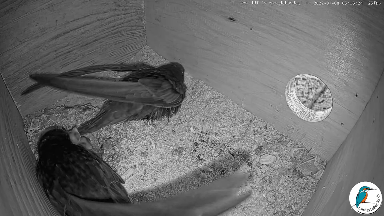 Svīre (Apus apus) Cēsu pils - LDF tiešraide _ Būris 6-26-34 screenshot