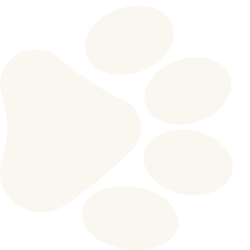 refugio de gatos en costa rica