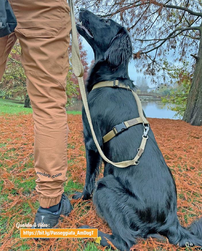 QuattroZampe Gen 2022 (2)