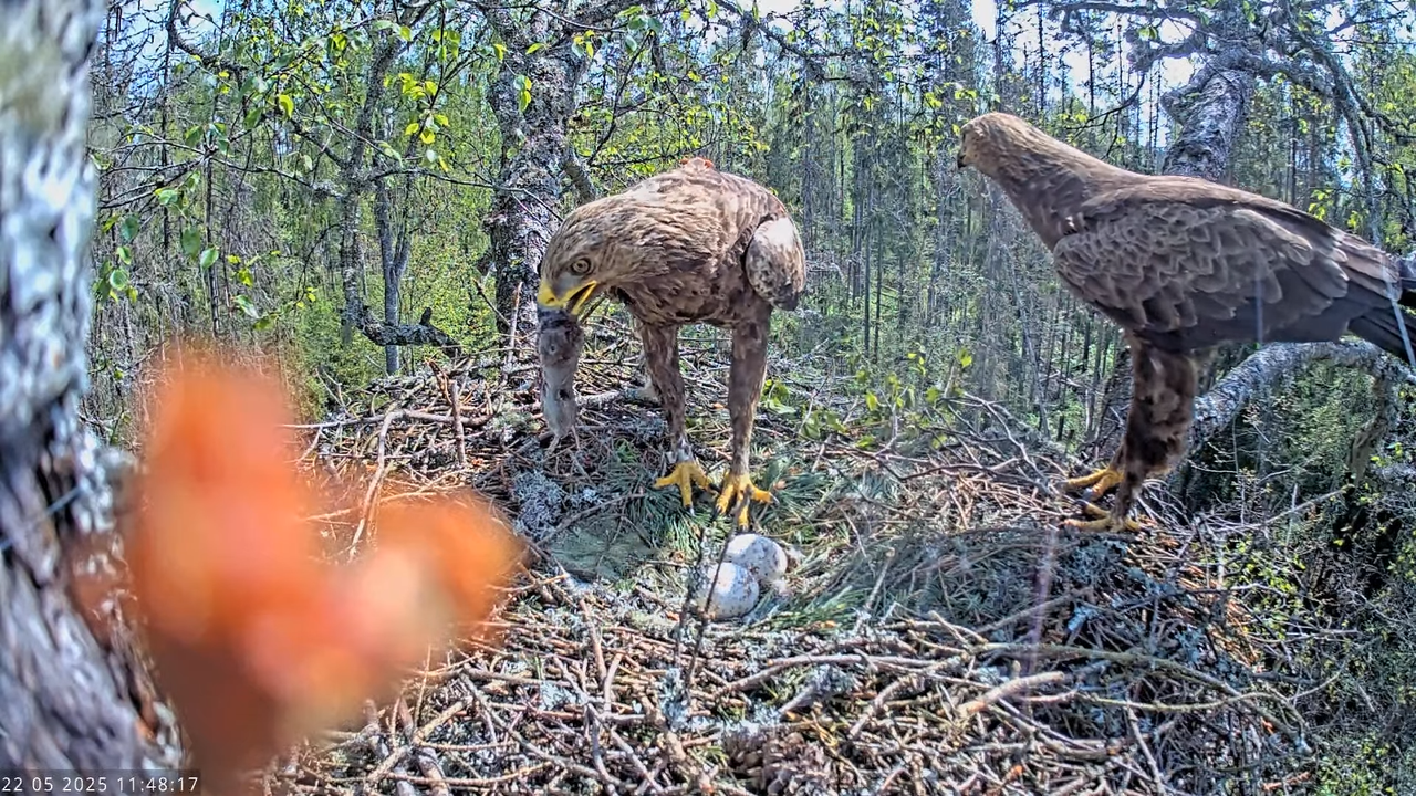 Väike-konnakotkas __ Clanga pomarina __ Lesser Spotted Eagle 12-41-27 screenshot