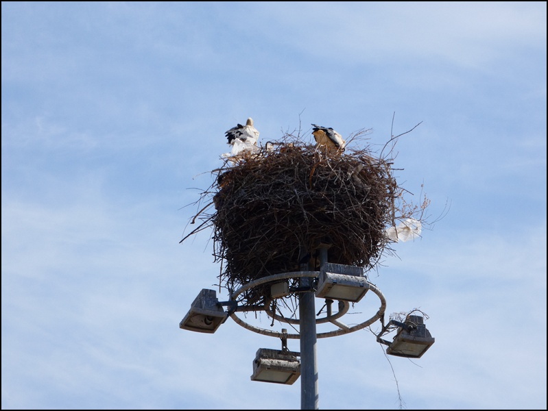 Ferragudo-storks (1)