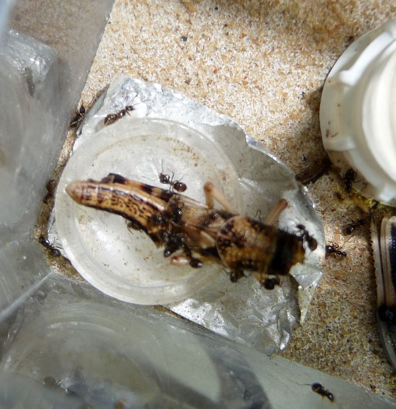 0409-Lasius.jpg