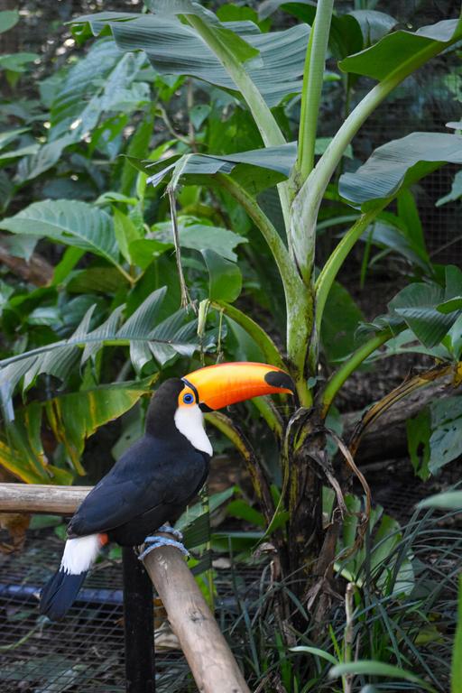 В джазе только девушки или аргентинско-бразильский калейдоскоп В джазе только девушки или аргентинско-бразильский калейдоскоп