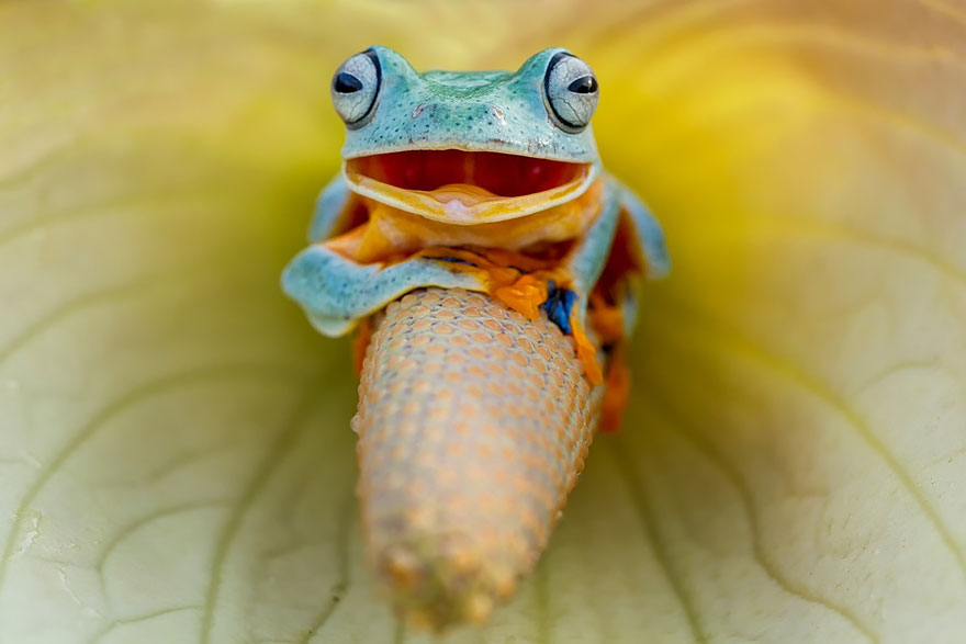 https://i.postimg.cc/qM01kpyr/frog-photography-18-880.jpg