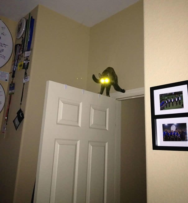 20 смешных зверей, которые очень удивили своих хозяев поутру