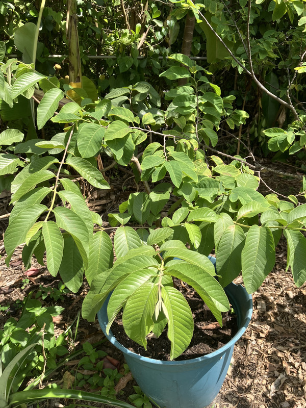 Guava