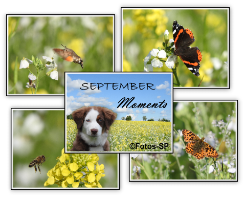 An den Beitrag angehängtes Bild: https://i.postimg.cc/qM1Fg4FT/gbls01hh.png