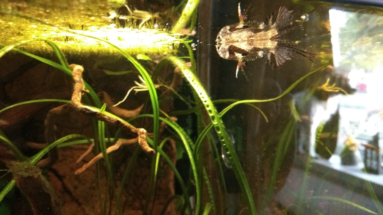 IMG_20170921_184321490_BURST006