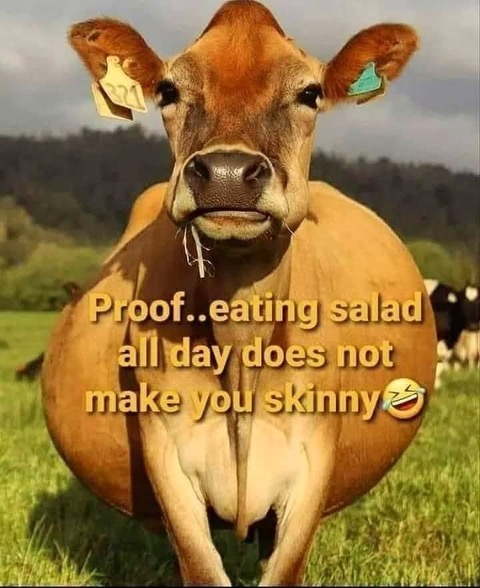 cow