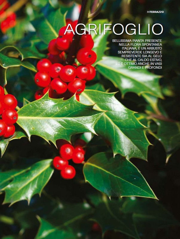 Il Mio Giar Dic 2024-Gen 2025 (4)