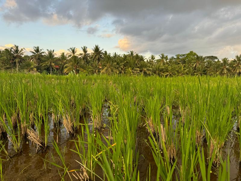 6 Aviones, 3 barcos y 2 trenes, empezando en Estambul y terminando Kuala Lump - Blogs de Indonesia - TERCERA PARADA: BALI (21)