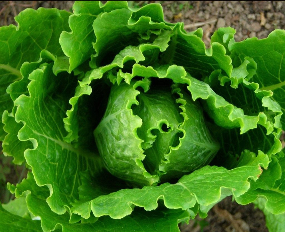 Кочанный салат - не только вкусный, но и полезный какие свойства он имеет