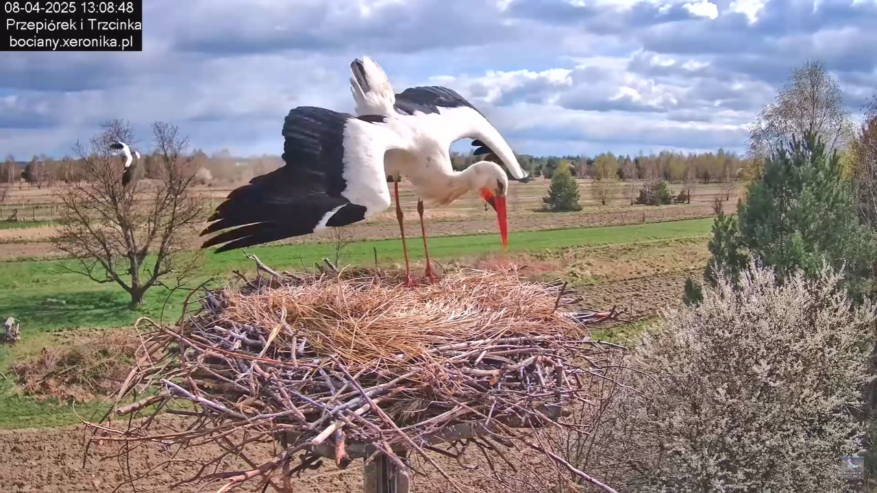 08.04.2025Terytorium Przepiórka_6