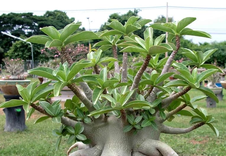 adenium-yak-saudi.jpg