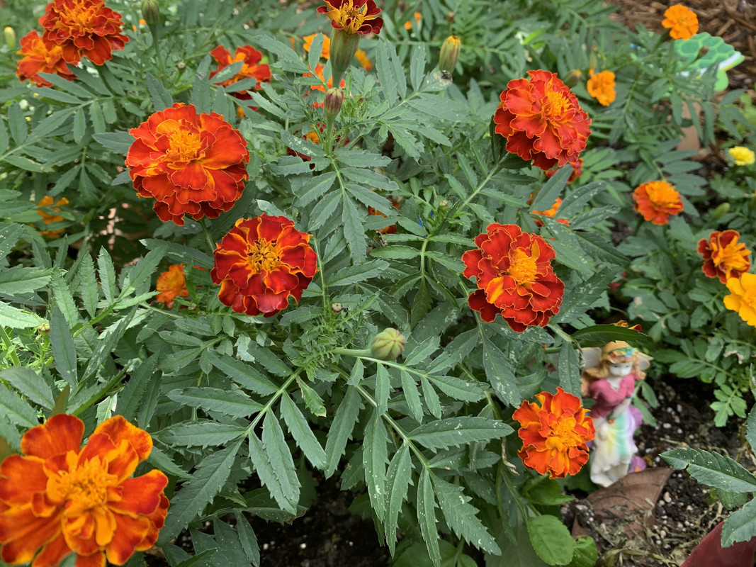 another close up of marigolds, you can see the fairy in it