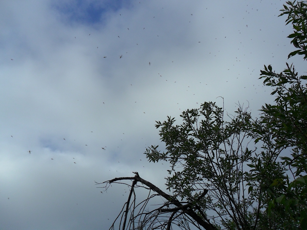 Кочебахтино 4-5.06.13 г 5