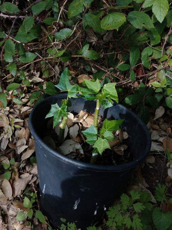 DSC_0311_resized_20190614_101544795