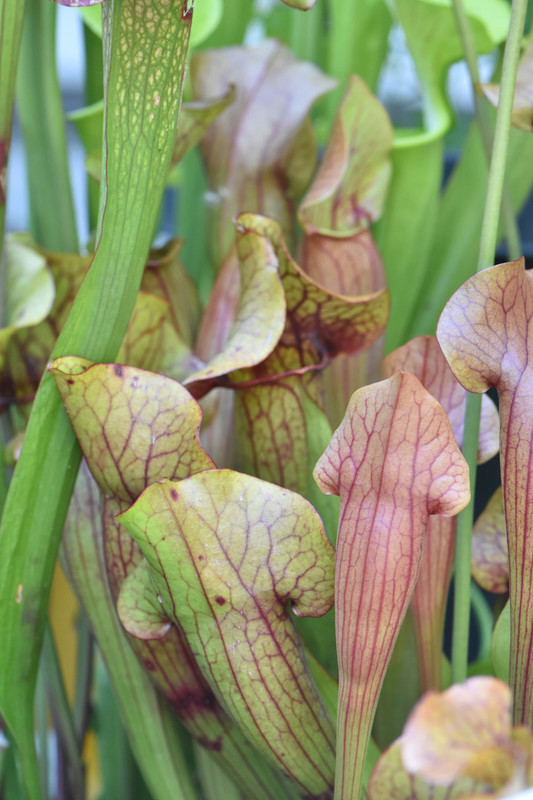 Purpurea ssp. Purpurea x 'Ares' Cold Hardy Cross | The Sarracenia