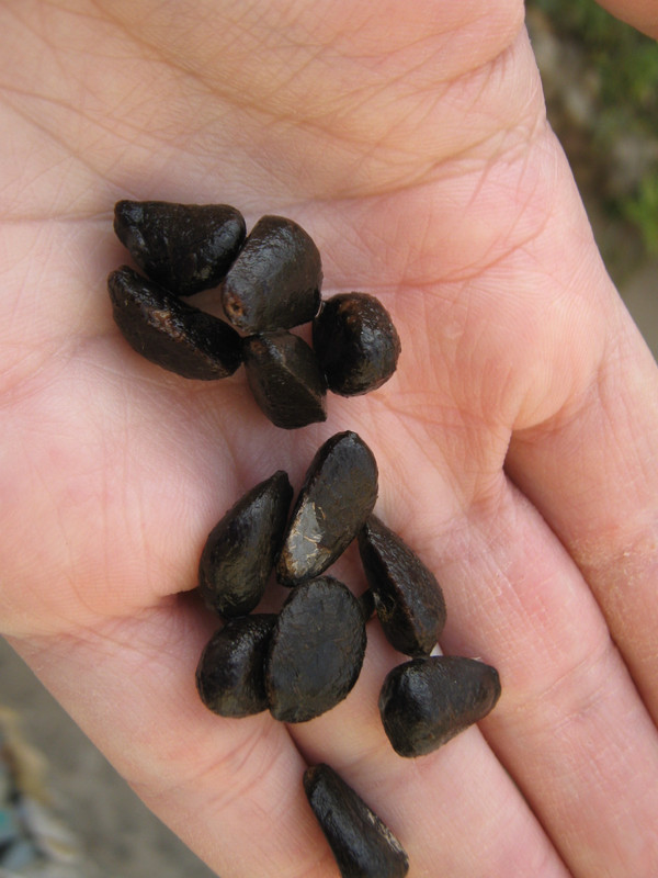 arachichu_fruit__--rollinia_ID_20150622T174957.j