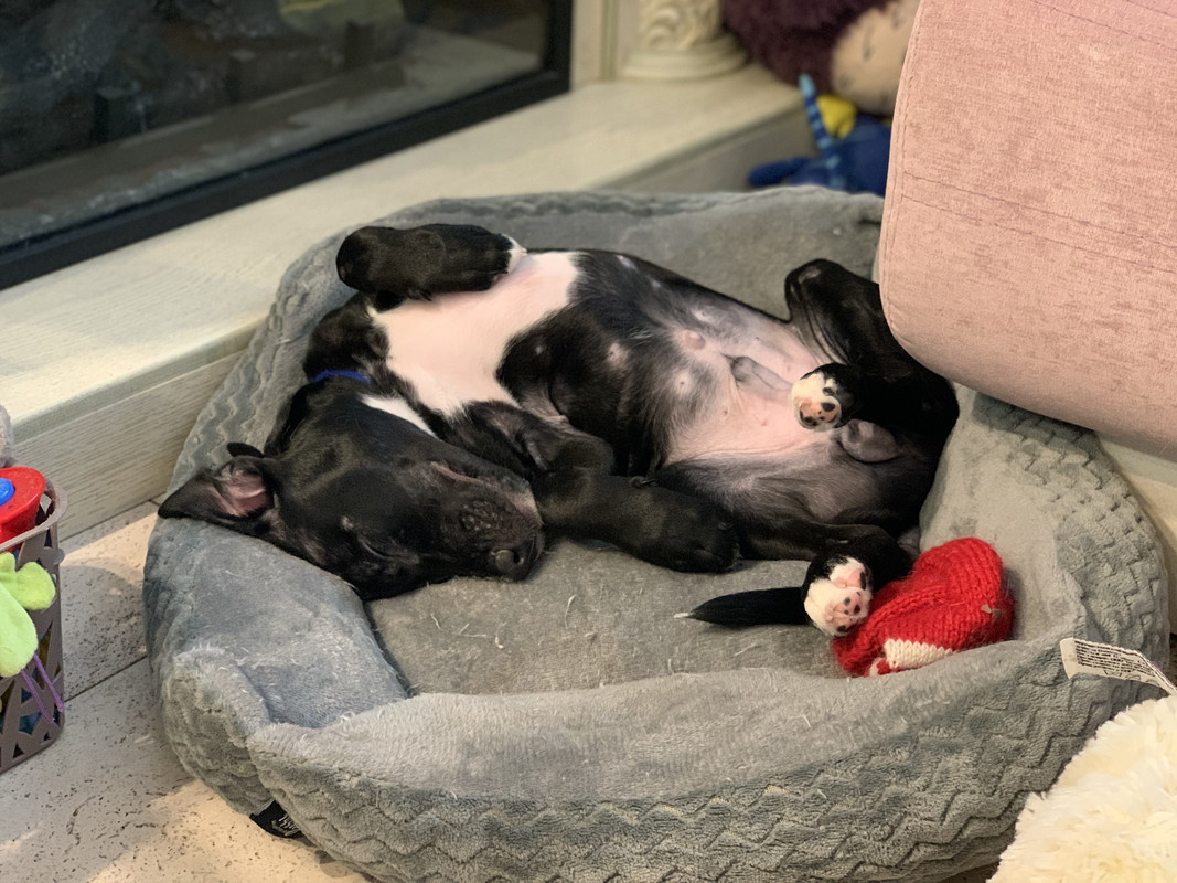 A450F81B-DC4B-4E2B-9F1A-11458D5AA231