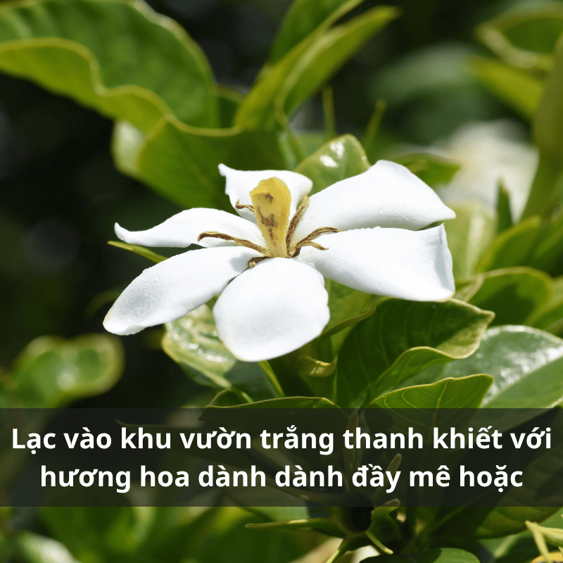 Nuoc-hoa-huong-hoa-danh-danh.png